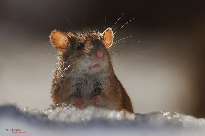 Не уходи, побудь со мною...photo preview