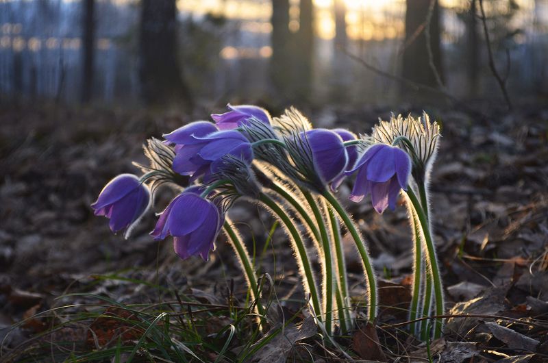 Солнце и ветер фото превью