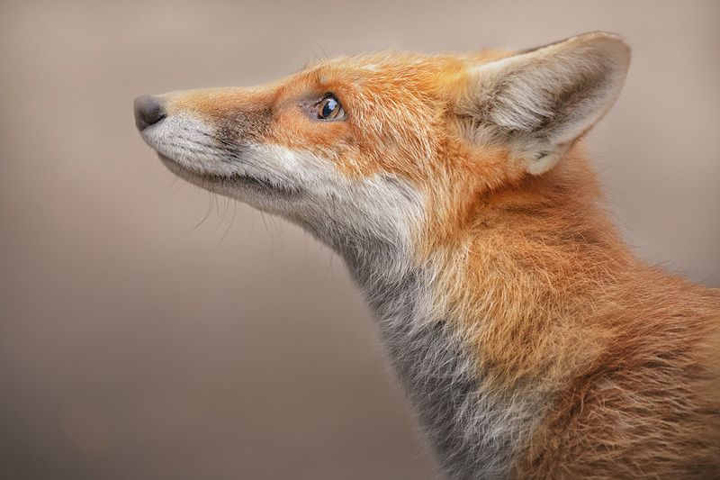 лиса, портрет животного, калининград, дикие животные  Портрет лисыphoto preview