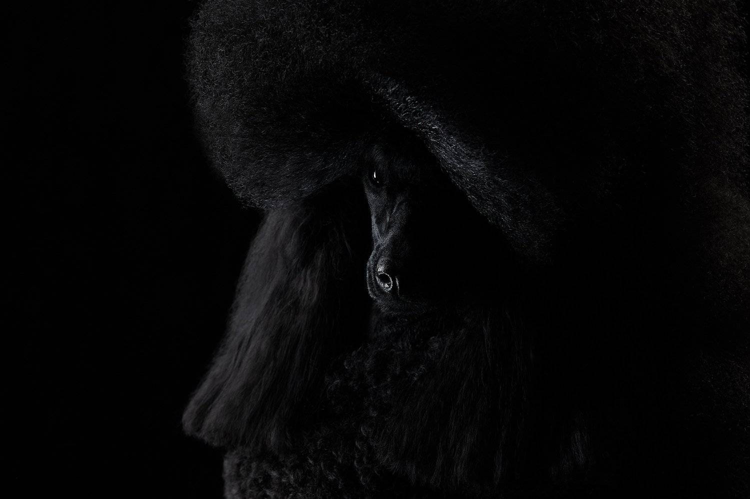 собака, черный фон, студия, пудель, Лана Полякова