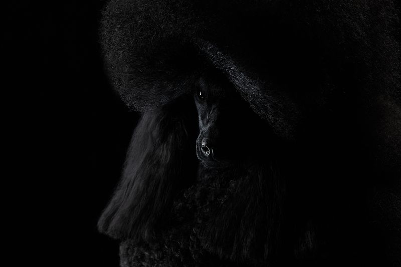 собака, черный фон, студия, пудель Сильваphoto preview