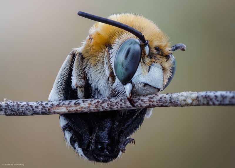 Про пчёлphoto preview