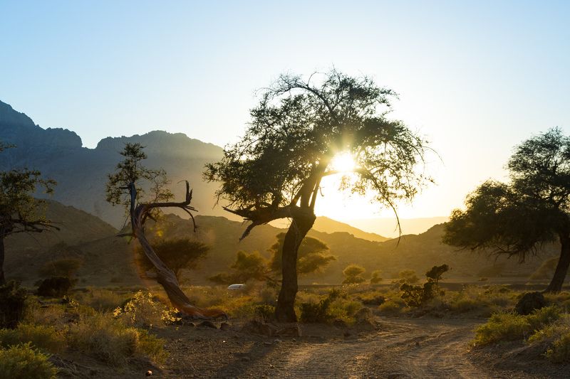 Golden lightphoto preview