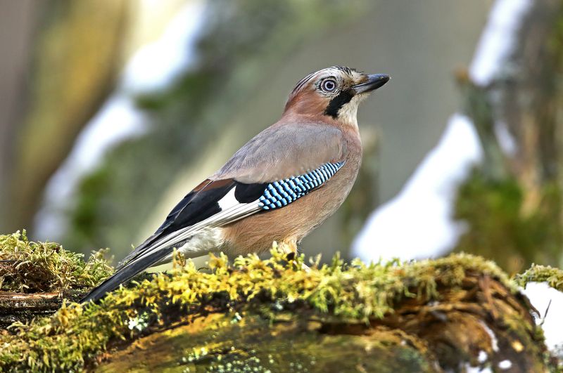 Сойкаphoto preview