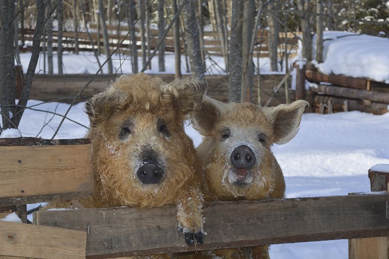 Свиньи породы венгерская пуховая мангалица.photo preview