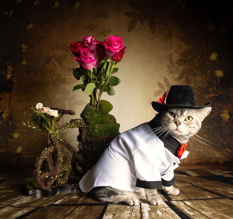 cat, cats, кот, кошка,домашние любицы,  американский короткошерстный кот, american shorthair cat, рыжик, ginger, ragdoll cat, black cat Поздравляем Всех Женщин С Праздником 8 Марта!photo preview