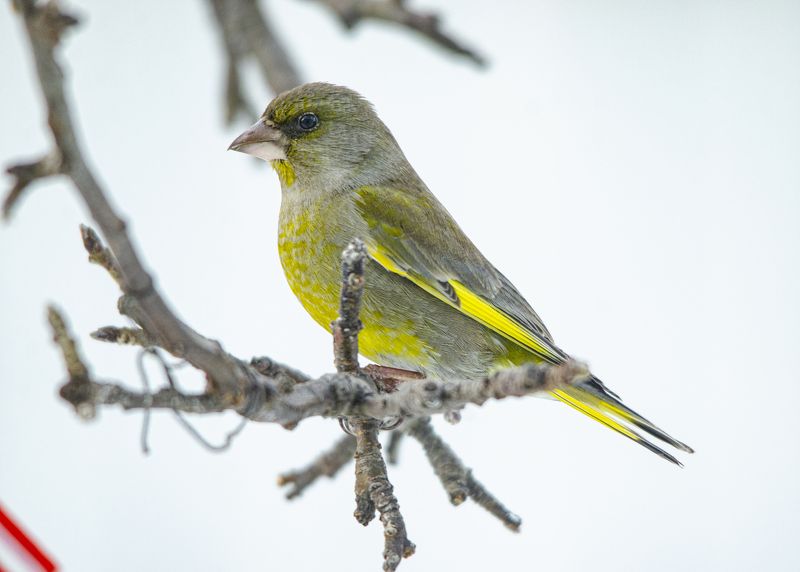 Зеленушкаphoto preview