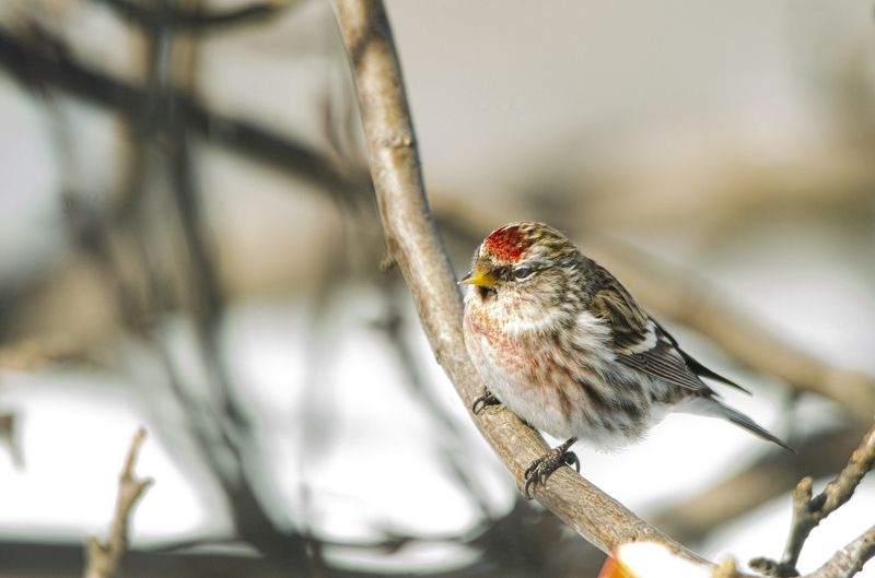 Чечеткаphoto preview