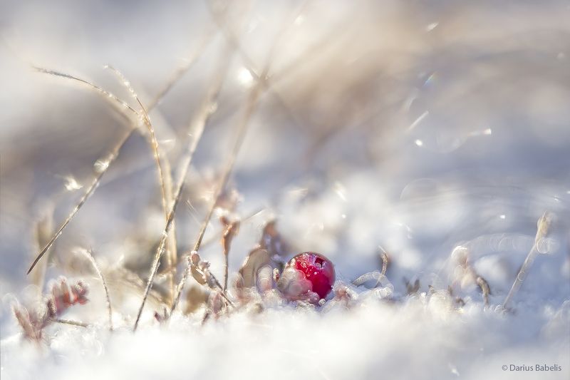 Клюкваphoto preview