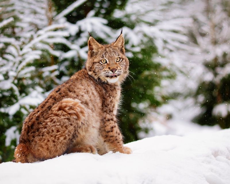 Bobcat in winter forestphoto preview
