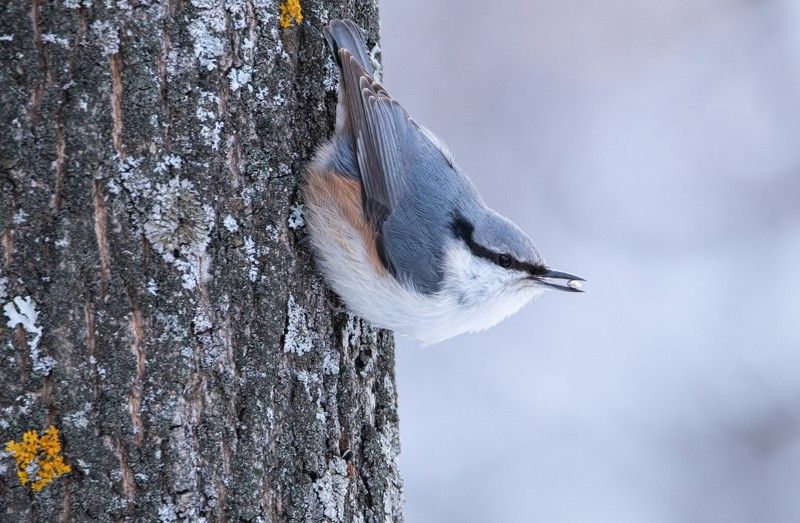 Мое сокровищеphoto preview