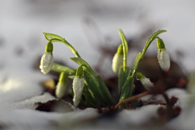 весна, март, подснежники, снег, солнце, цветы ***photo preview