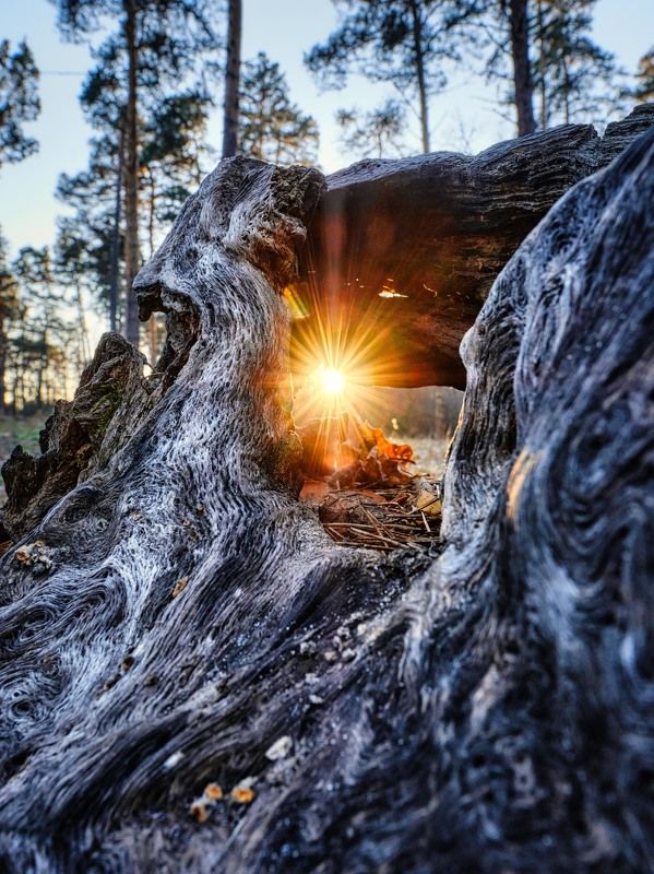 лес, солнце, деревья, лучи, форма Лесной стражphoto preview