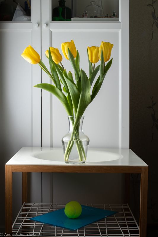 Yellow tulipsphoto preview