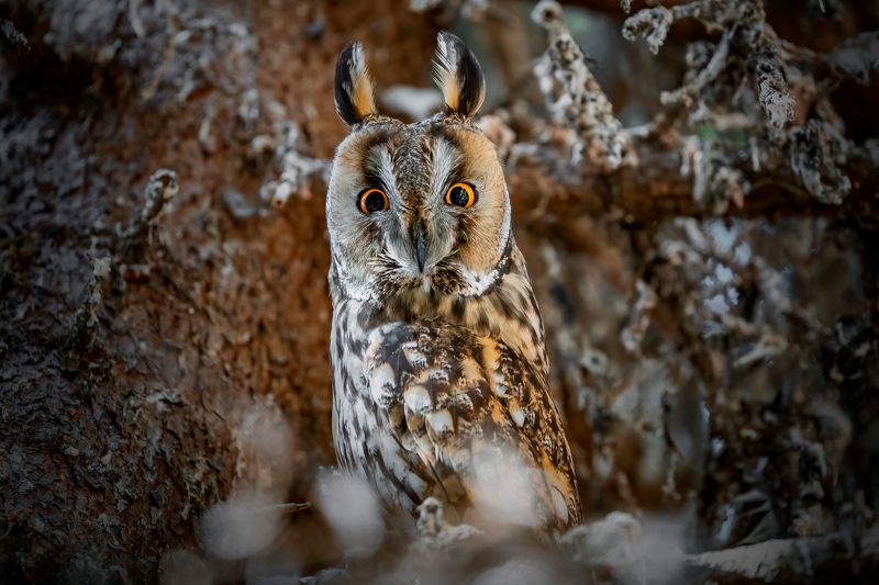 Long-eared Owl (Asio otus)...photo preview