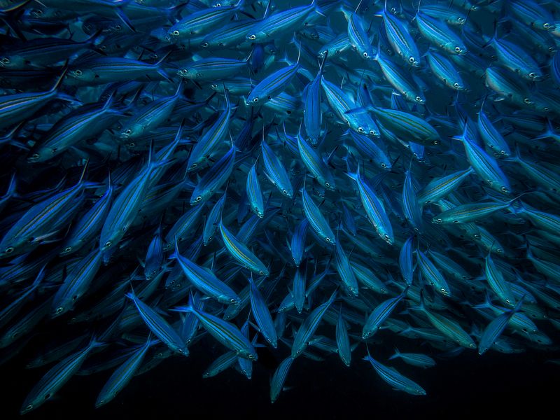 стая, рыбы, подводный мир стая photo preview