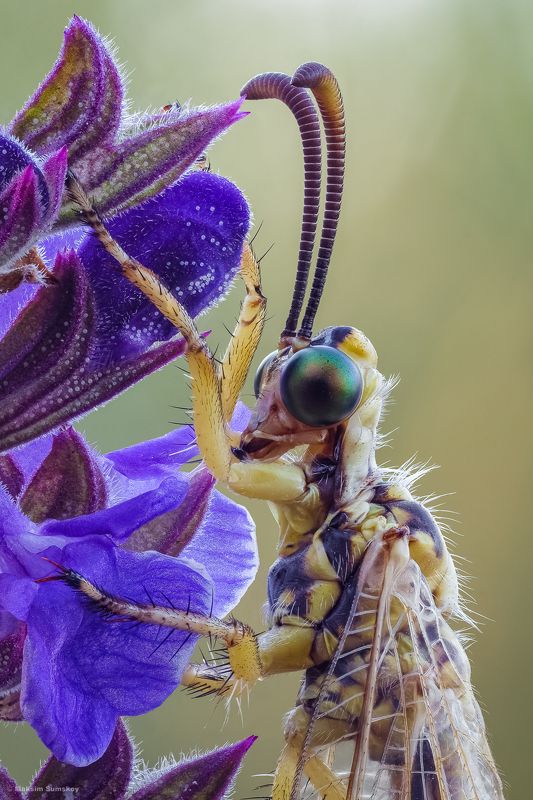 Портрет муравьиного льваphoto preview