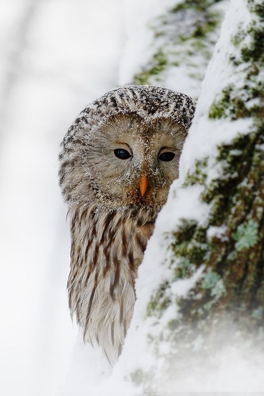 Hiding in the treesphoto preview