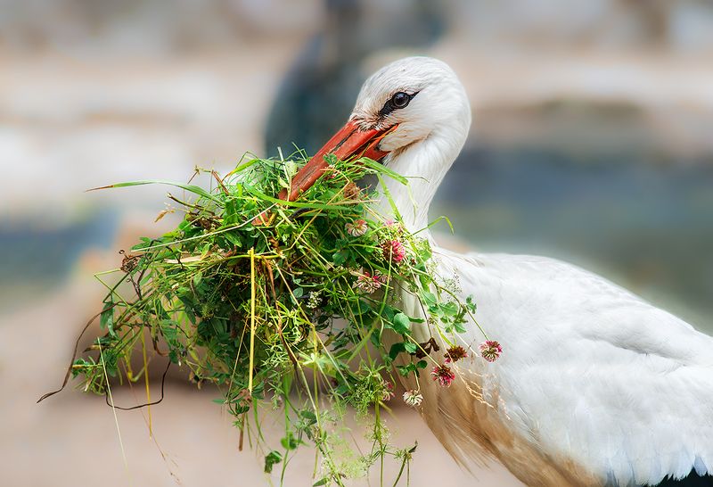 Дама с букетом.photo preview