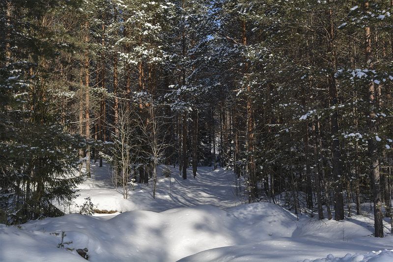В онежских лесах.photo preview