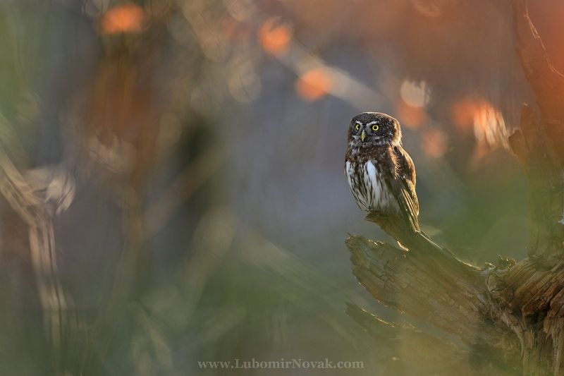 wildlife, glaucidium passerinum, pygmy owl, nature little predatorphoto preview