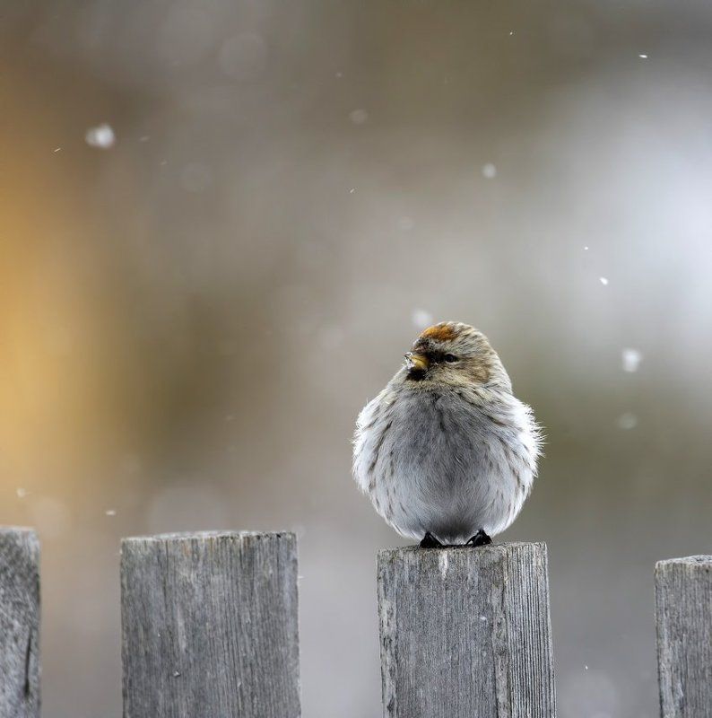 А снег все идет и идетphoto preview