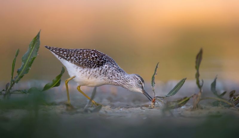 łęczakphoto preview