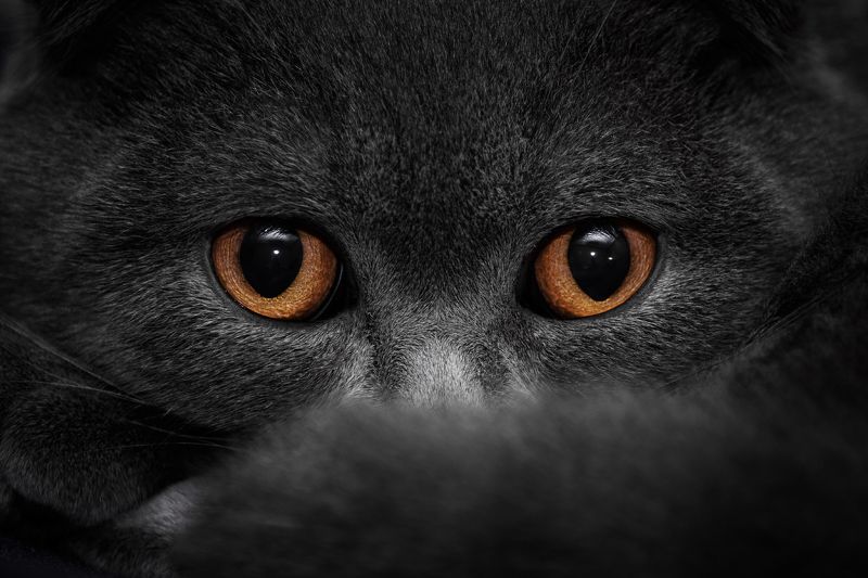 кот, глаза, животные, взгляд Тише мыши, кот на крыше...photo preview