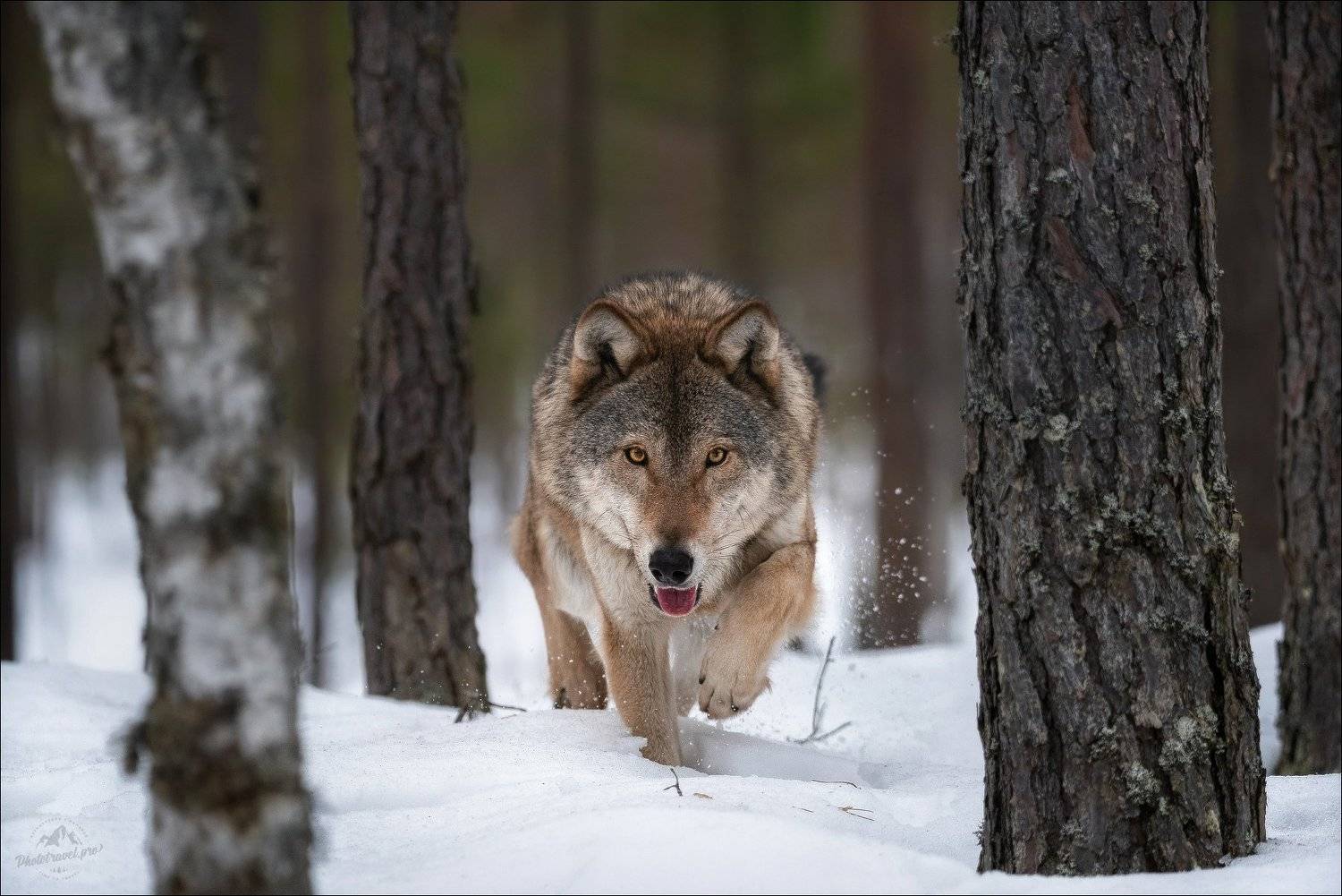 волк, wolf, красная шапочка, беларусь, красный бор, фототур в красный бор, фотоохота, дикая природа беларуси, canis lupus, red riding hood, серый волк, обыкновенный волк, евразийский волк, европейский волк, Влад Соколовский