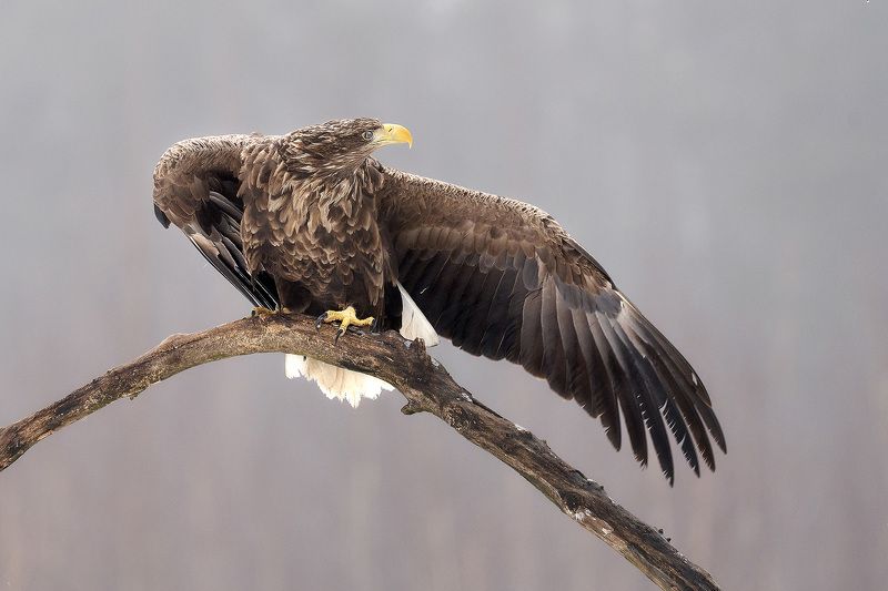 орлан, орлан-белохвост, беларусь, haliaeetus albicilla, white-tailed eagle Эй птичка, летим со мной!photo preview