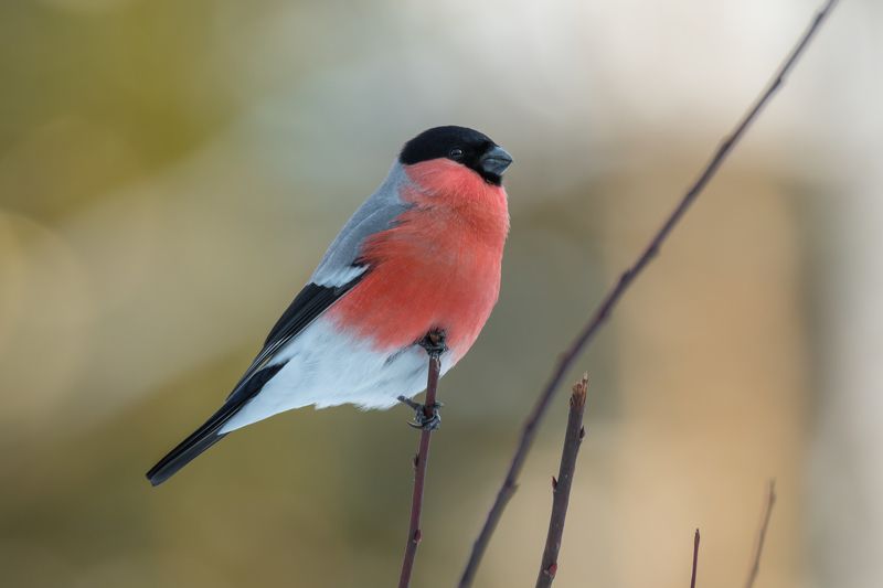 снегирь, обыкновенный снегирь, pyrrhula pyrrhula, самец снегиря, красная грудка, зимняя птица, птица в лесу, март, 2021, весна, Вдохновляющий образphoto preview