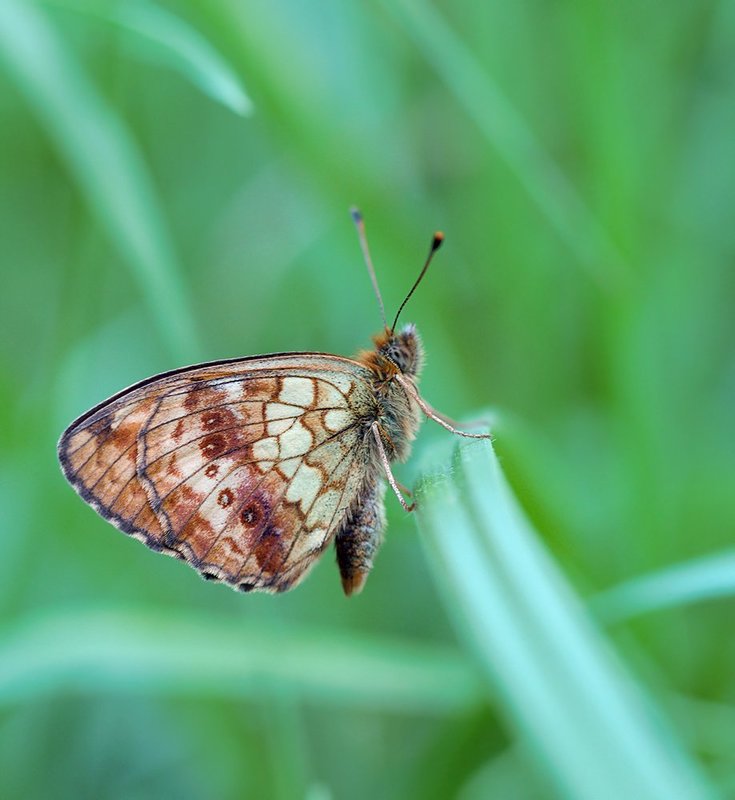 бабочка, макро, шашечница ***photo preview