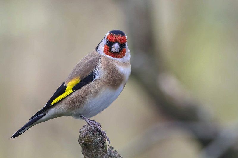 Щегол (Carduelis carduelis)photo preview
