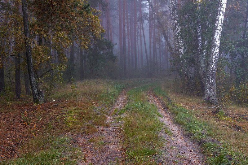 2013, украина, сумская область, кролевец, деревья, дорога, лес, осень, трава, туман, утро ***photo preview