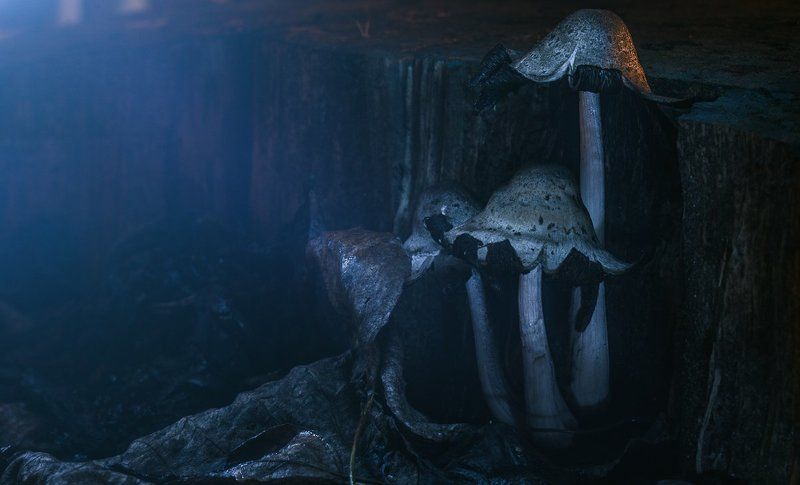 . фото превью