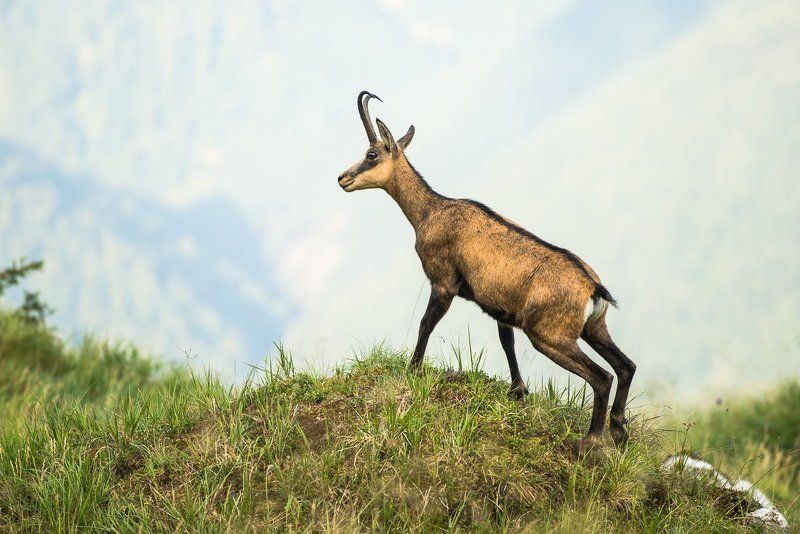 Nature, Rupicapra rupicapra, Wildlife photo preview