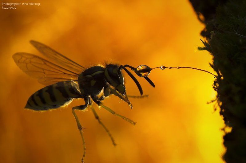 Иду на сближениеphoto preview