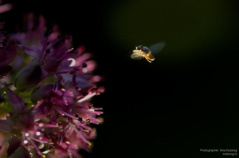 Просто мухаphoto preview