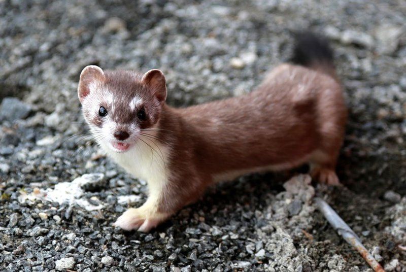 Горностайphoto preview