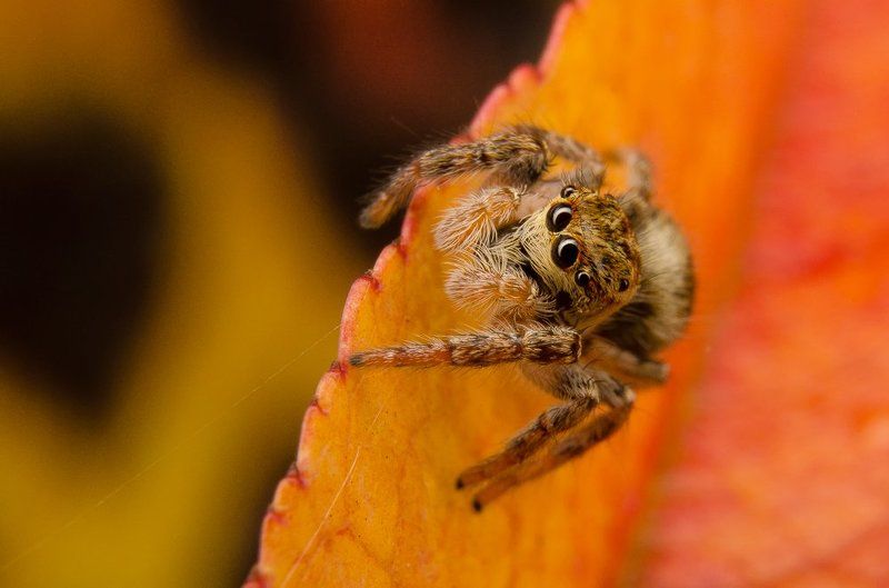 18-55, Autumn, D5100, Листья, Осень, Паук, Паутина, Скакун Autumn yarnphoto preview