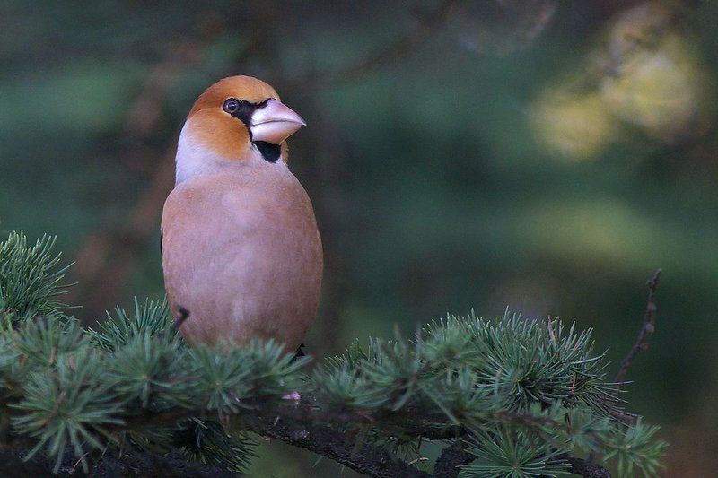 Дубоносphoto preview