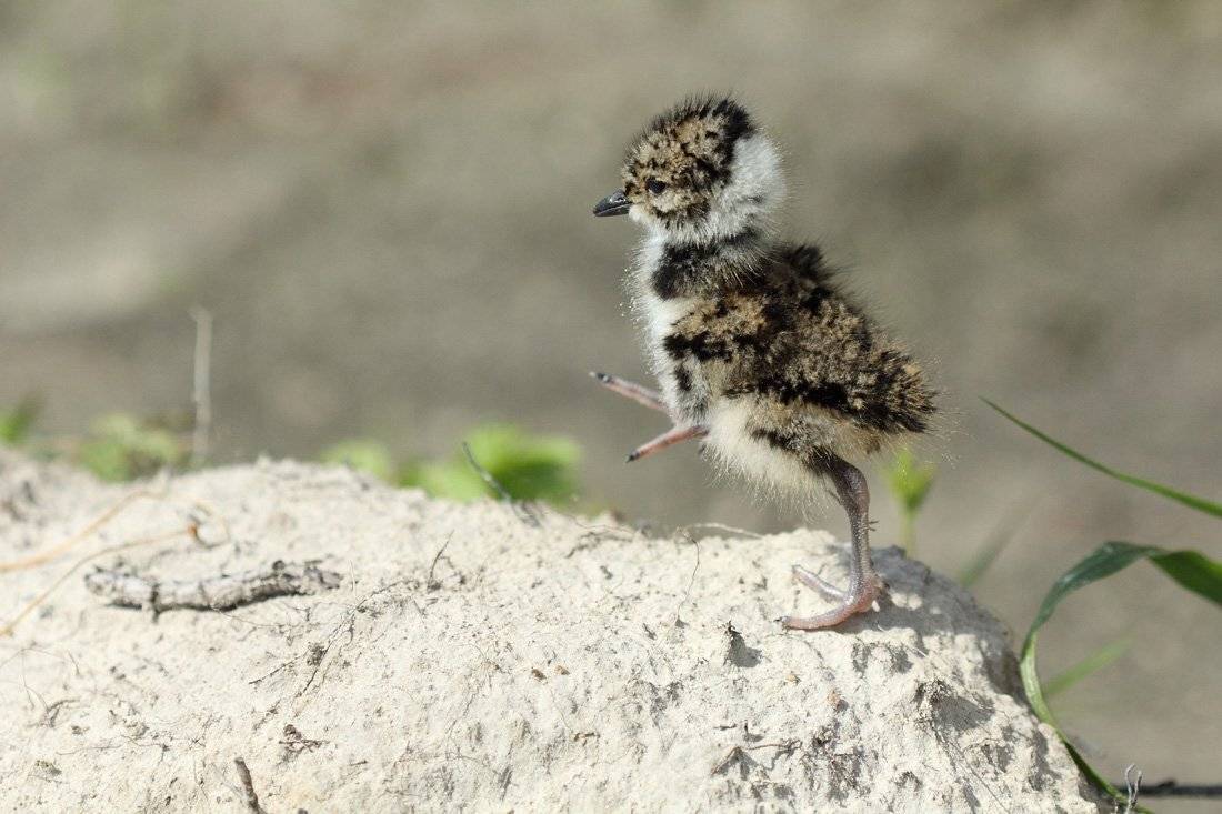 Когда я вырасту - стану большой, как папа !!!. Автор: Сергей Кузнецов , Сергей Кузнецов