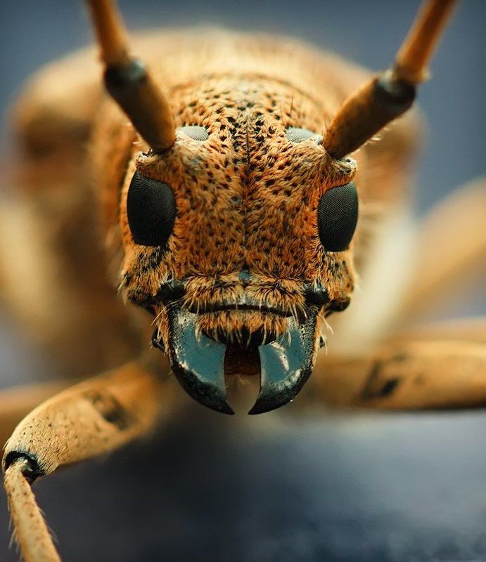 Termianatorphoto preview