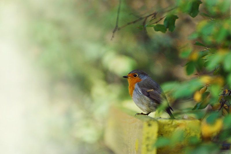 Робинphoto preview