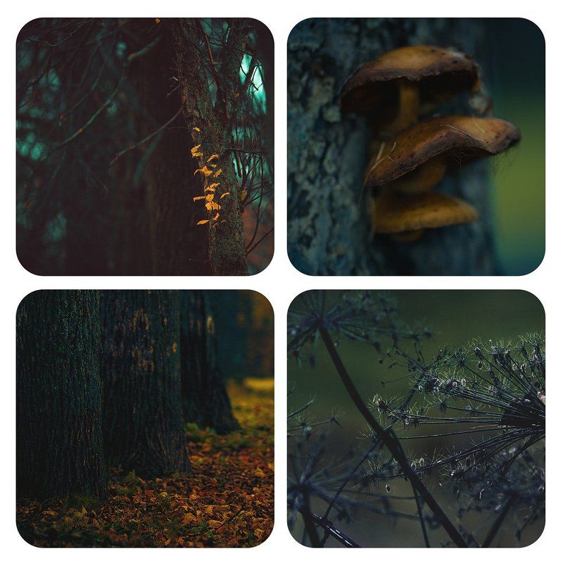 Осенние квартетыphoto preview