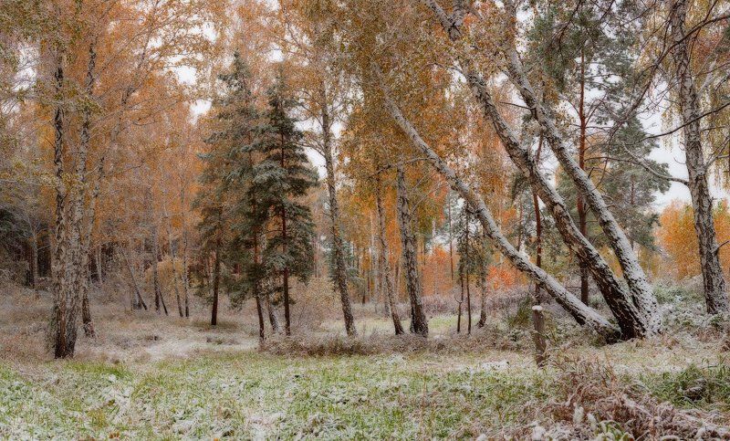 Однажды осенней порою я из дому вышел, гербарий собрать… фото превью