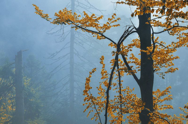 Осенний лесphoto preview