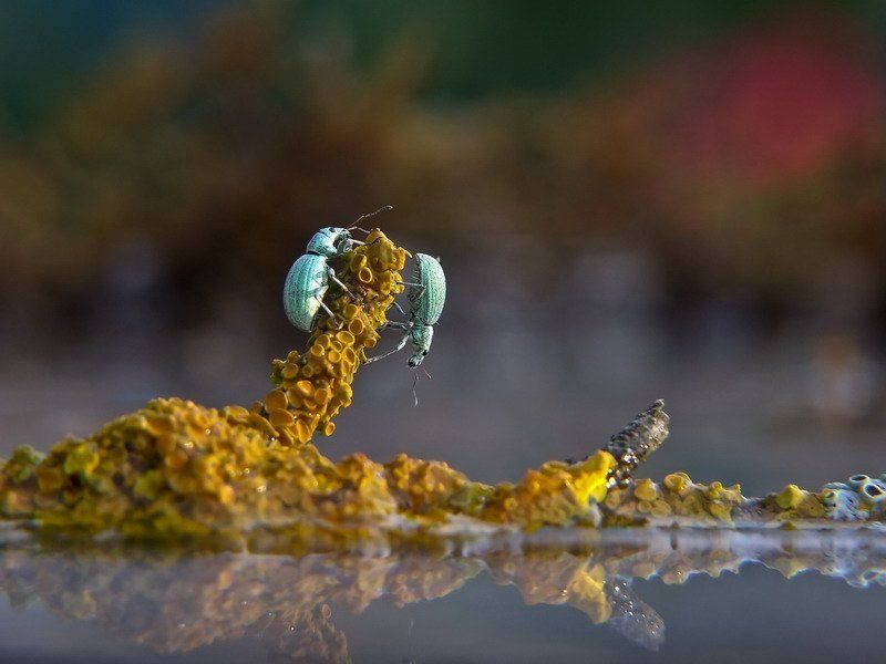 осень Шеф, все пропало, все пропало! Гипс снимают, клиент уезжает!     - СПОКОЙНО!photo preview