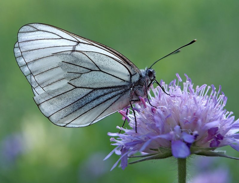 бабочка, боярышница, макро ***photo preview