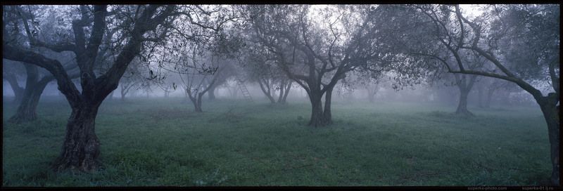 Vitorchianophoto preview